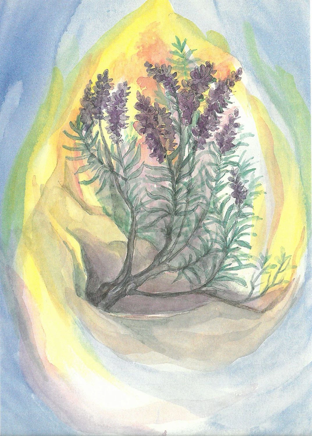 Postkartenset Wildkräuter, 16-teilig 1 Postkartenset Wildkräuter, 16-teilig