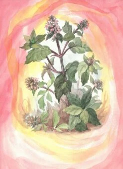 Postkartenset Wildkräuter, 16-teilig 7 Postkartenset Wildkräuter, 16-teilig -Schulschätze Markt 4346500 01 AA AA AA