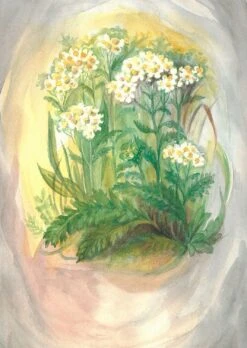 Postkartenset Wildkräuter, 16-teilig 8 Postkartenset Wildkräuter, 16-teilig -Schulschätze Markt 4346500 02 AA AA AA