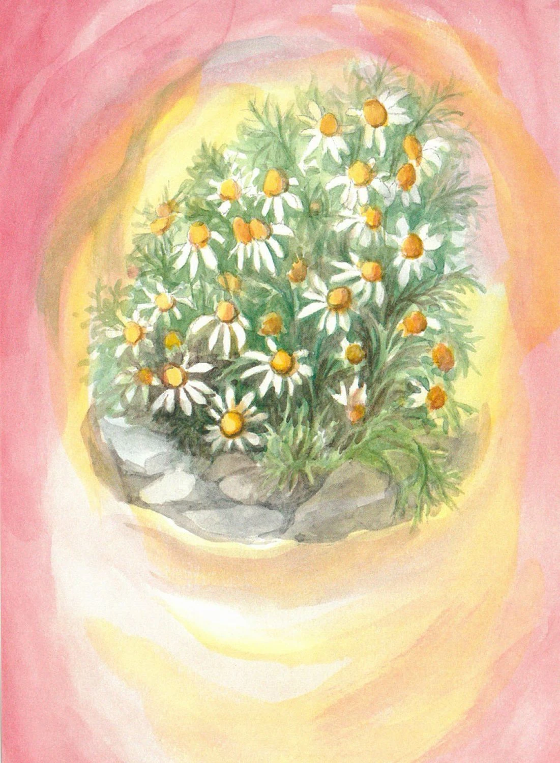 Postkartenset Wildkräuter, 16-teilig 4 Postkartenset Wildkräuter, 16-teilig – Bild 4