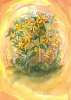 Postkartenset Wildkräuter, 16-teilig 10 Postkartenset Wildkräuter, 16-teilig -Schulschätze Markt 4346500 04 AA AA AA