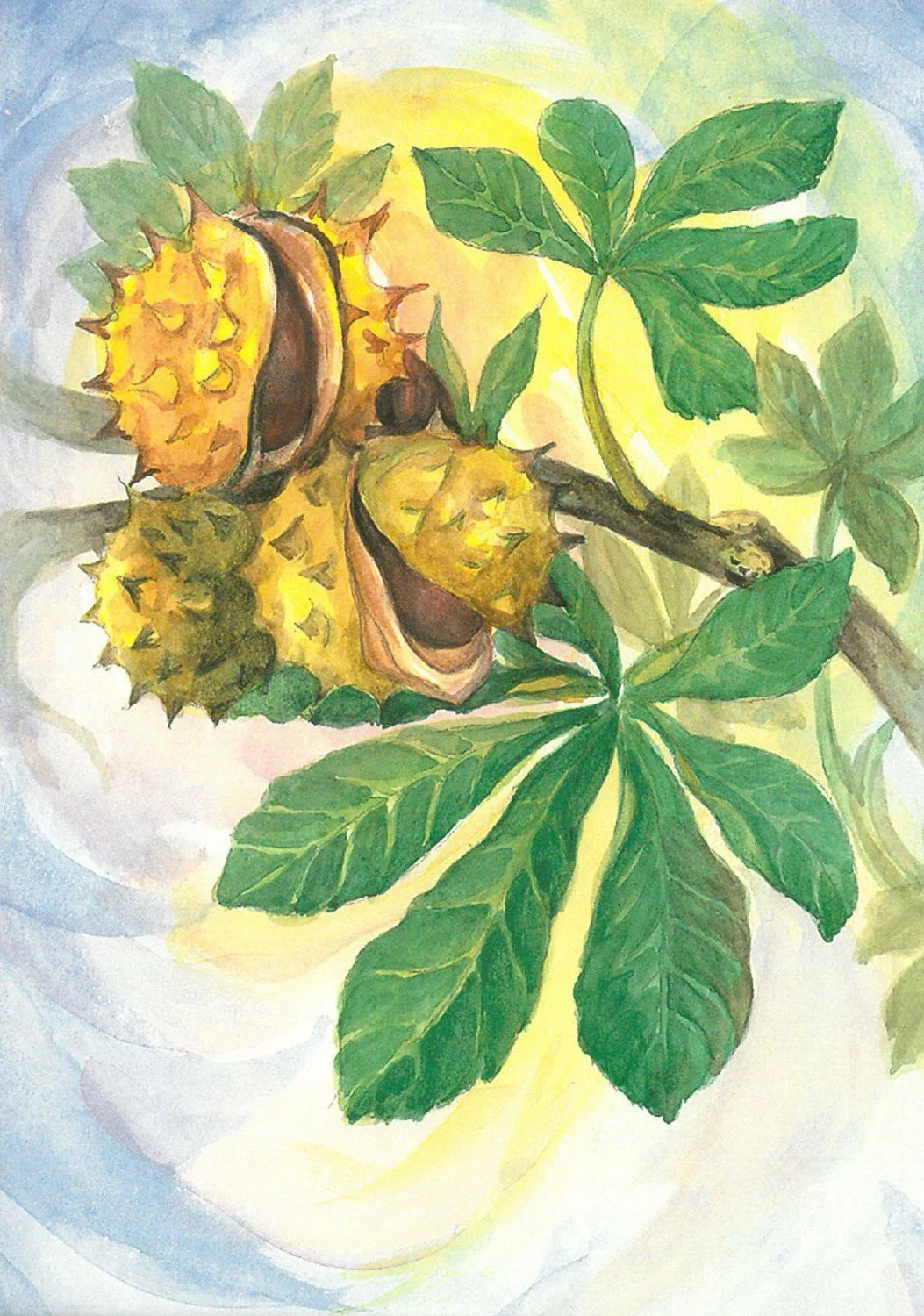 Postkartenset Wildkräuter, 16-teilig 6 Postkartenset Wildkräuter, 16-teilig – Bild 6